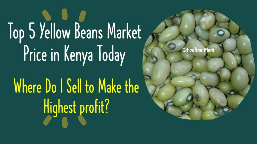 Yellow Beans Top 5 Market Prices 14 April 2024